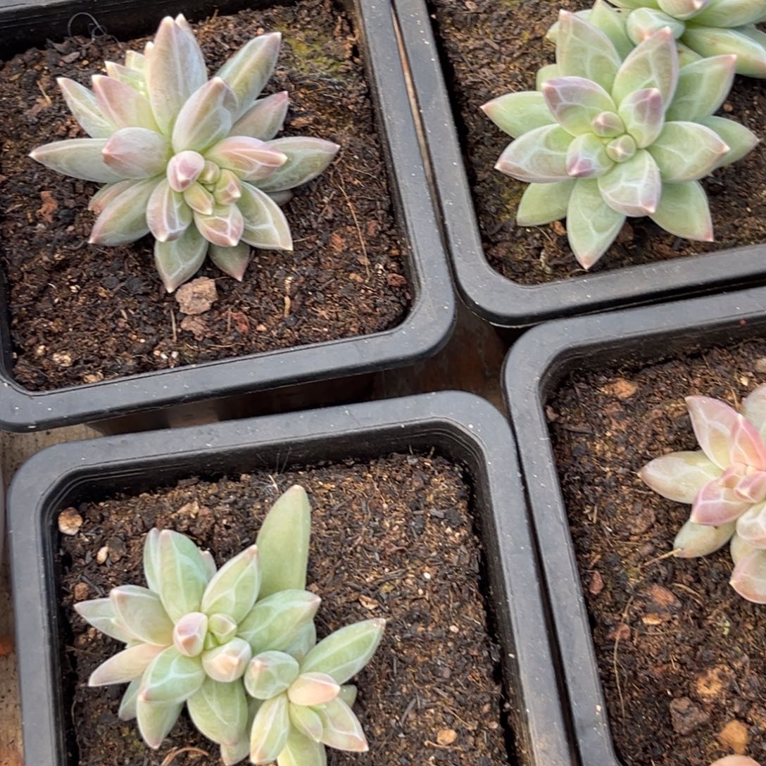 S***c下午多肉植物群生