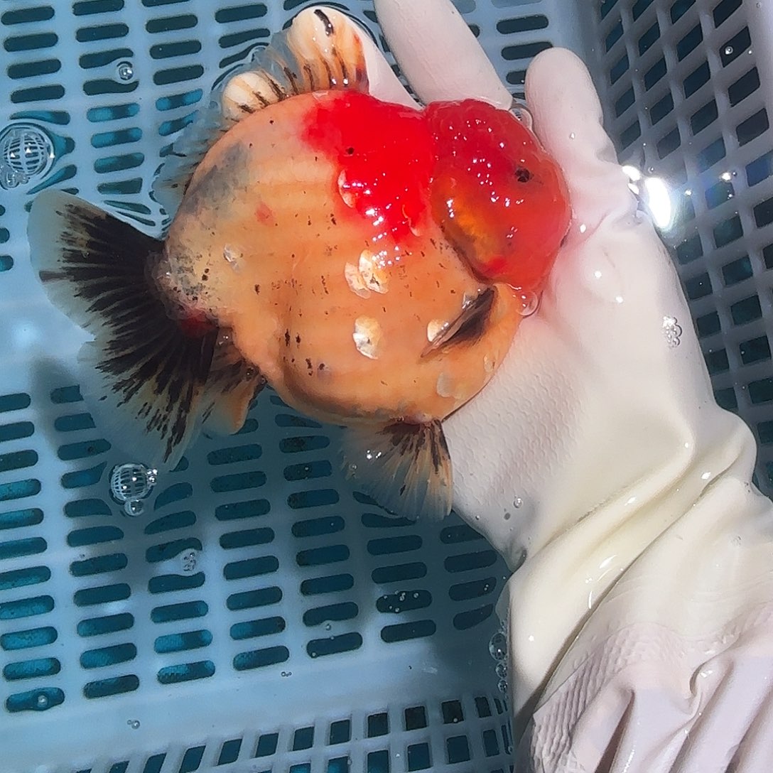 金鱼金鱼555855855808