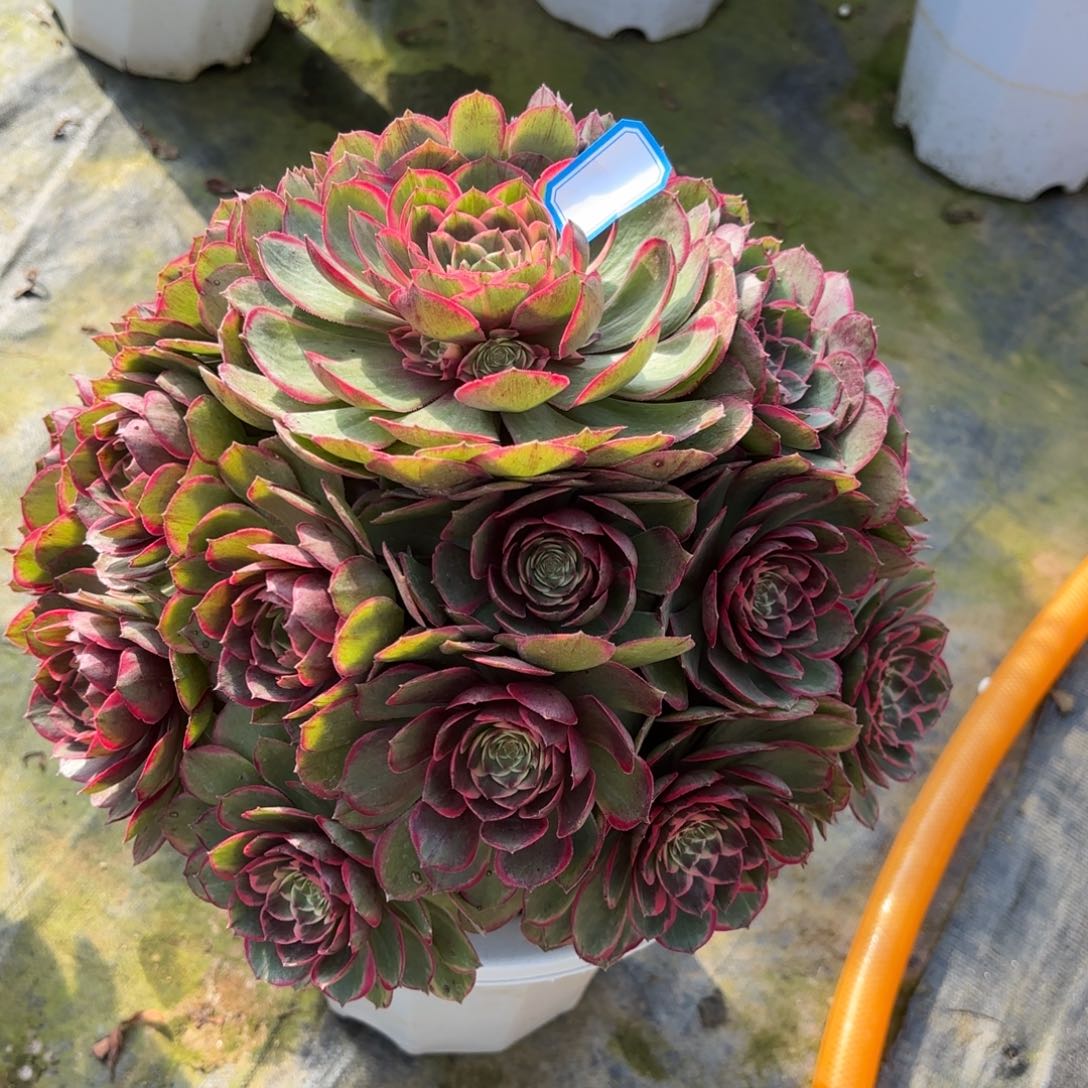 花好月又圆202509