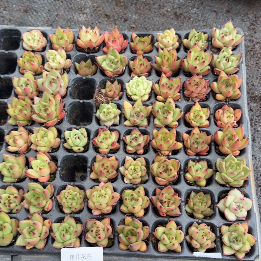 东云保底50颗量拍26-4