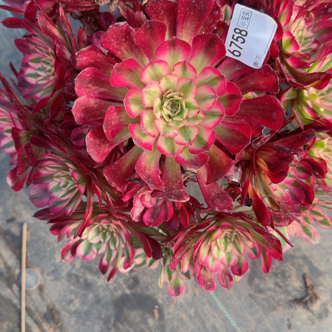 风**月6758红铜多肉多肉