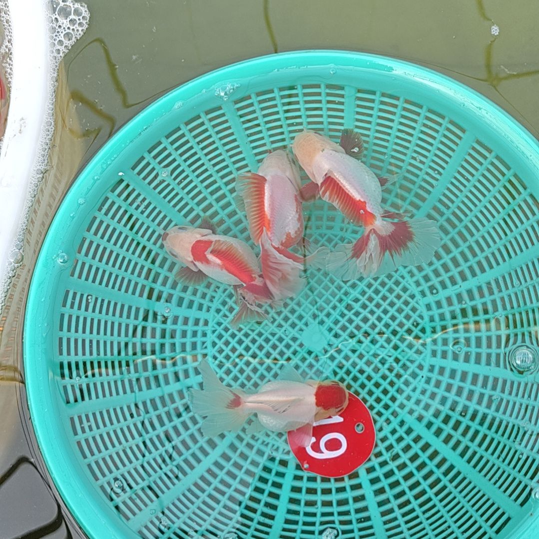 海水鱼19直播间看好下单不退不换到货录完整开箱视频有售后