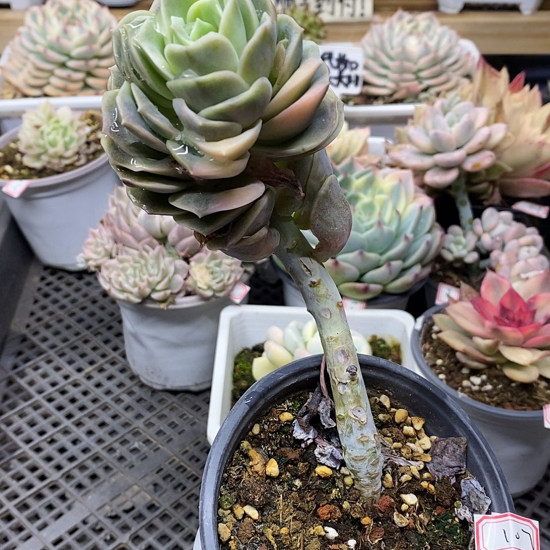 31107 福利老桩可爱玫瑰锦 不售后