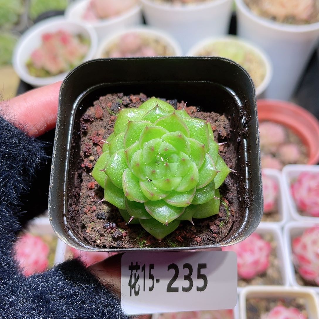 花利美15-235麦秆