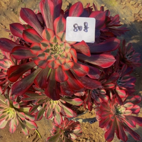 红铜白多肉808多肉