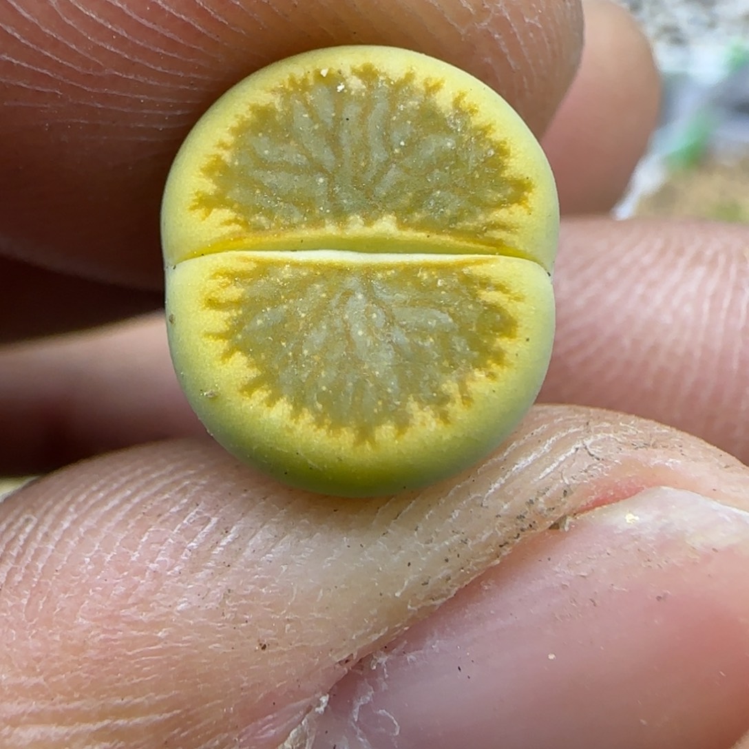 511 生石花大棚直播