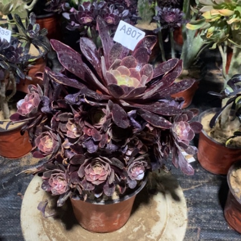 欧嘉莉捧花一物一拍