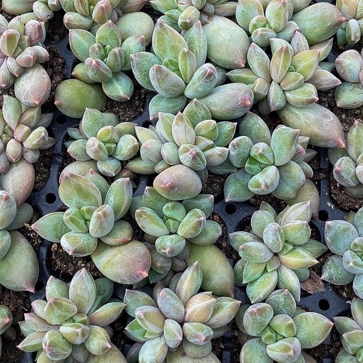 小乌拉克拉1.5带土发