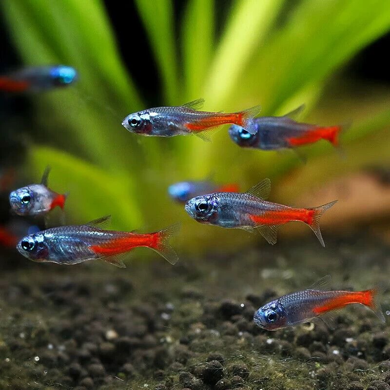 【疯狂小鱼】钻石灯鱼