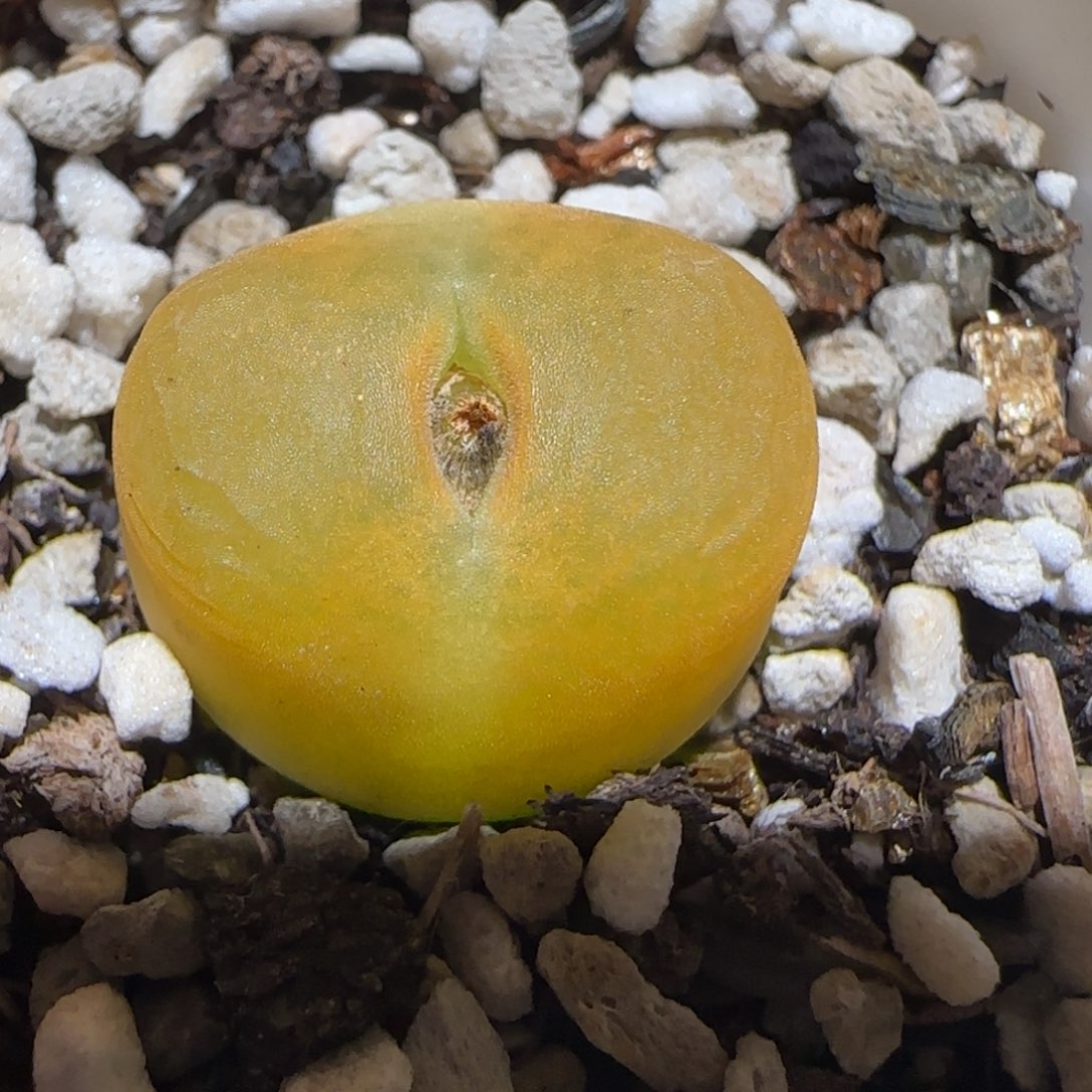 肉锥多肉植物百科-1156