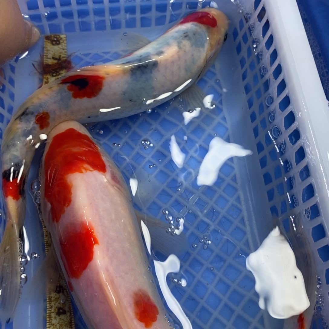 锦鲤冷水锦鲤包邮