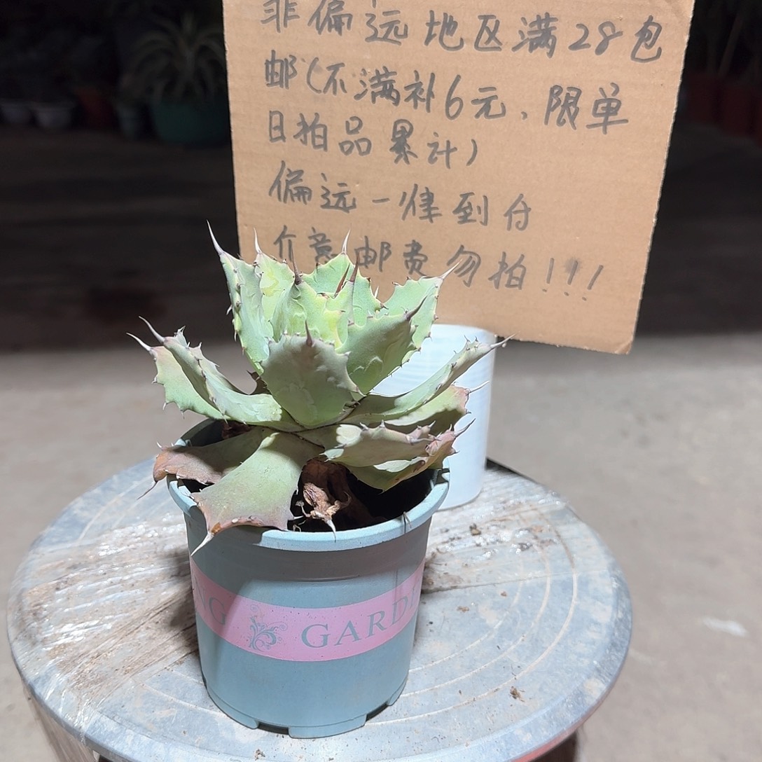 完全开放雷神龙舌兰