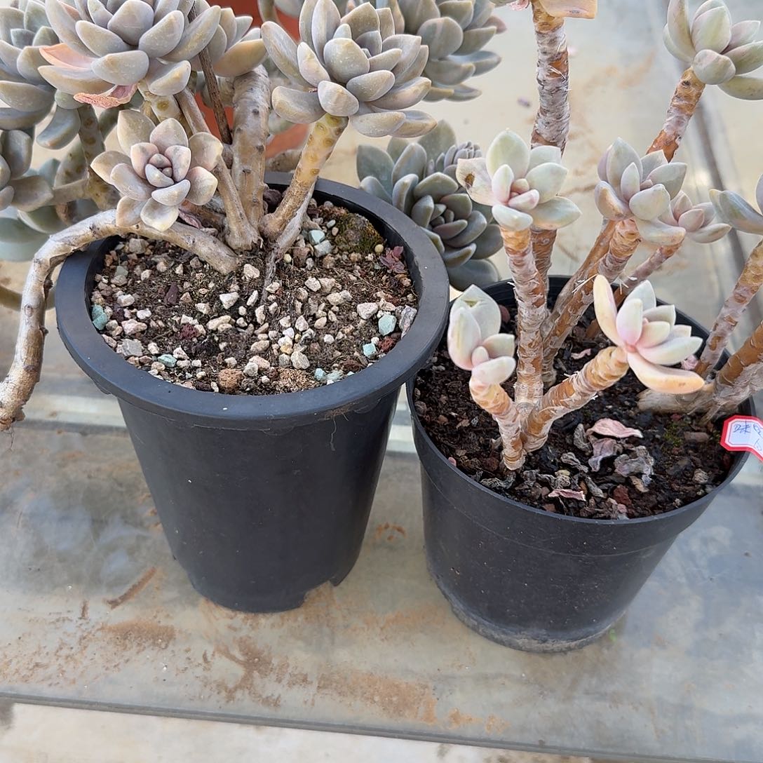 &***&冬美人多肉植物两颗