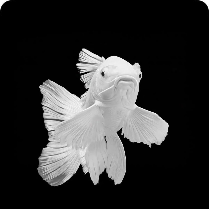 精品高货普身蝴蝶鲤