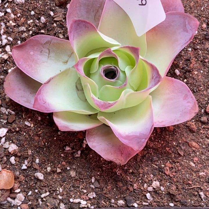 猫***奴7959山地玫瑰单头