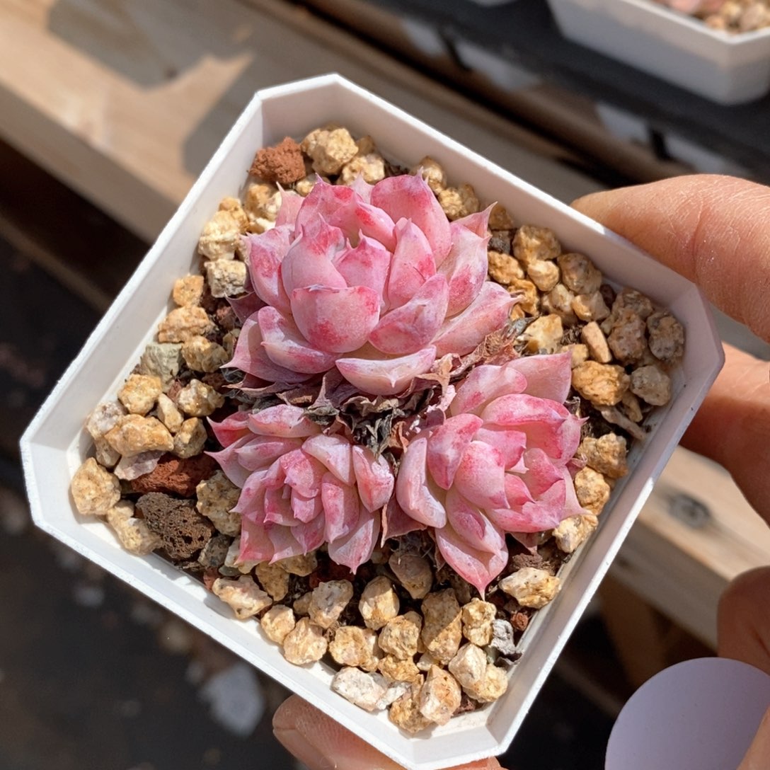 精品多肉一物一拍不包整170