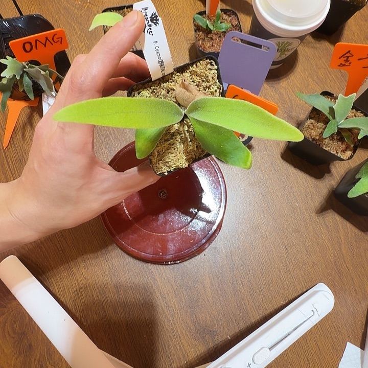 无花朵鹿野直播间竞拍Cosmo 