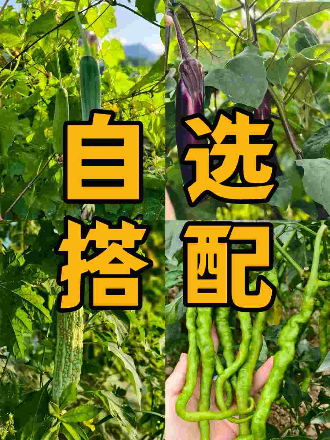 【中通快递】衡阳本地当季时蔬自由组合净重4.5斤