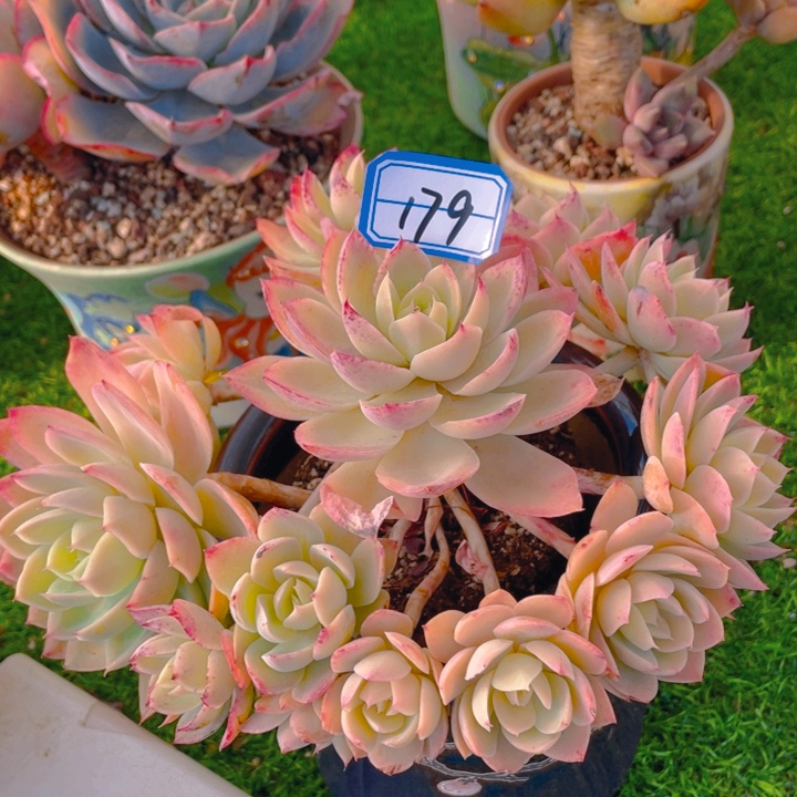 谢谢你的支持00000179