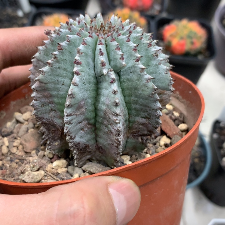 【闪购商品】开播福利实生实生实生