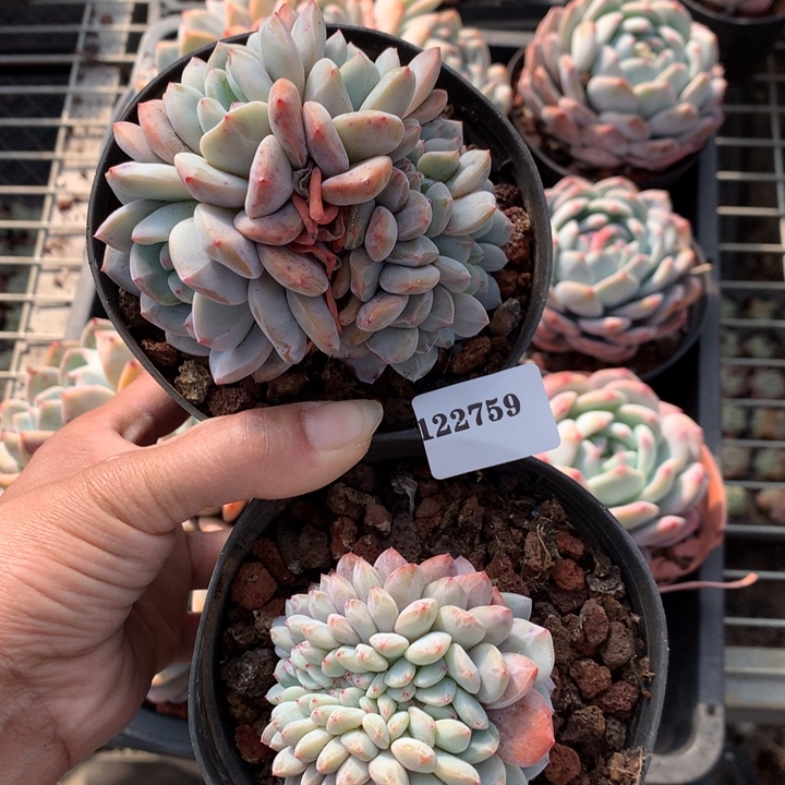 芷***汀122759两个缀嗯嗯嗯嗯嗯好