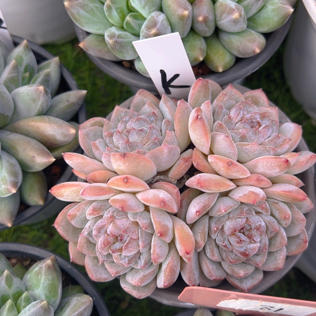 福利待遇等方面的优惠政策和