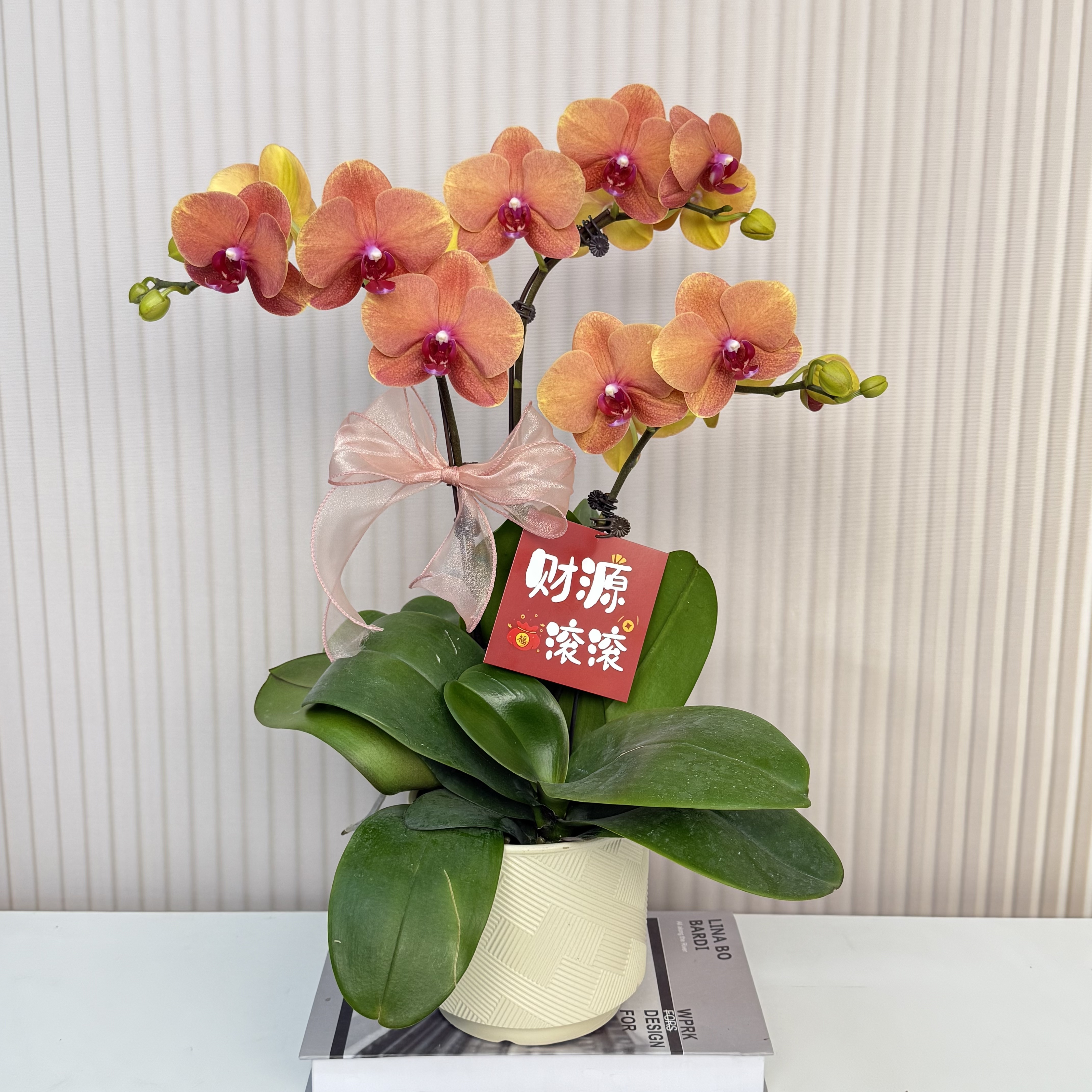 【金桔】蝴蝶兰  橘黄色中小花型  室内花精品 源头基地直发