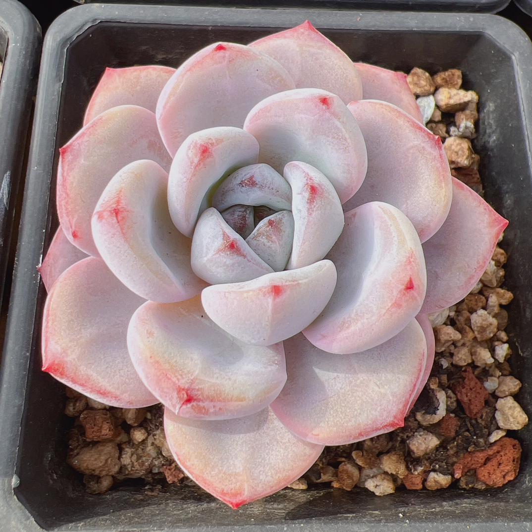 90#星星雪单头（5-7cm）脱土