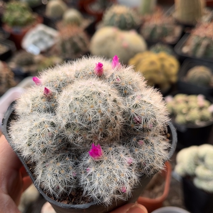 仙人球一物一拍自根