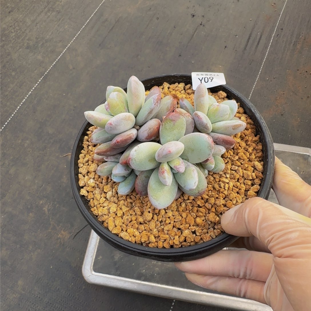 y y y y y y y y 9