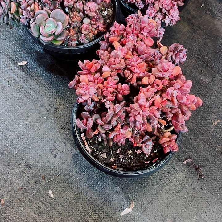 天***Z松露老桩大群拍一发三