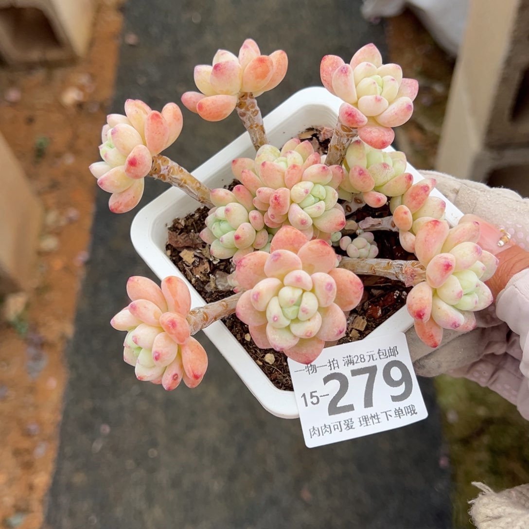 樱花罗绮多肉多肉多肉多肉