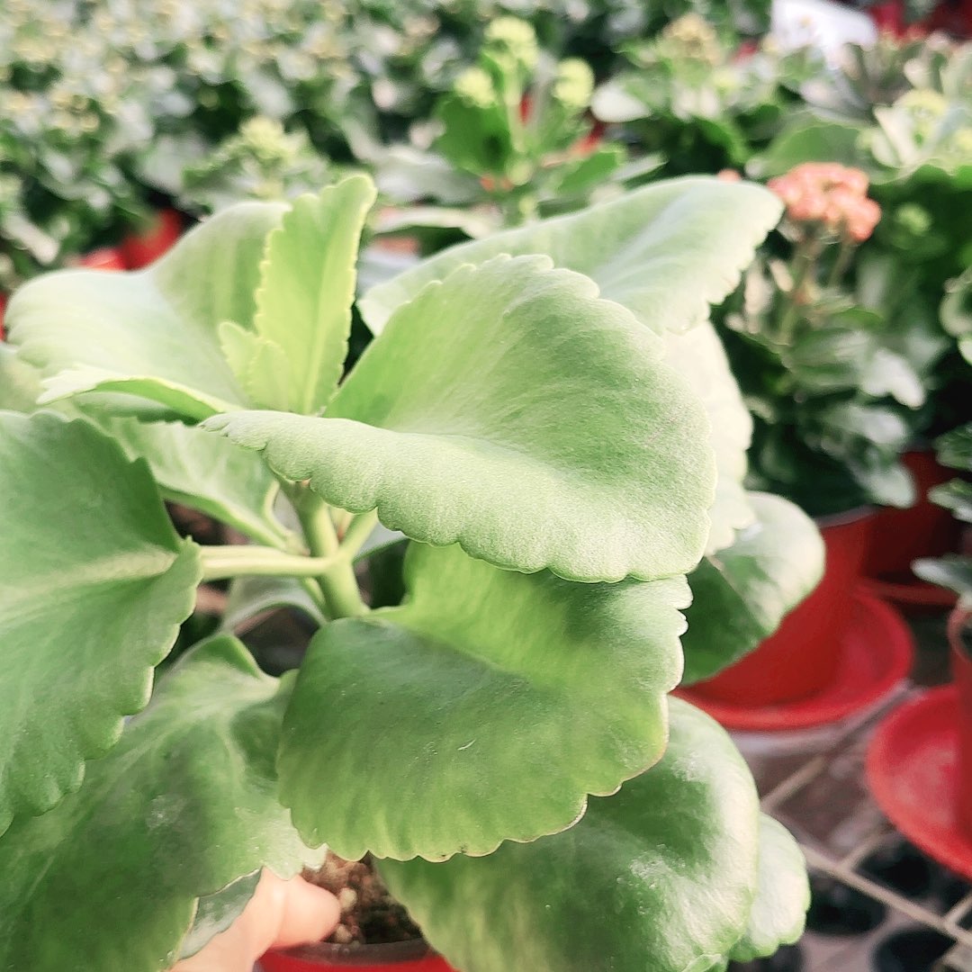 桃***奶当前无花栽培后可以开花