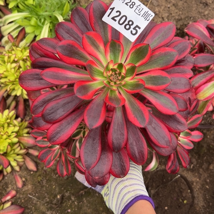 12085丽娜多肉植物