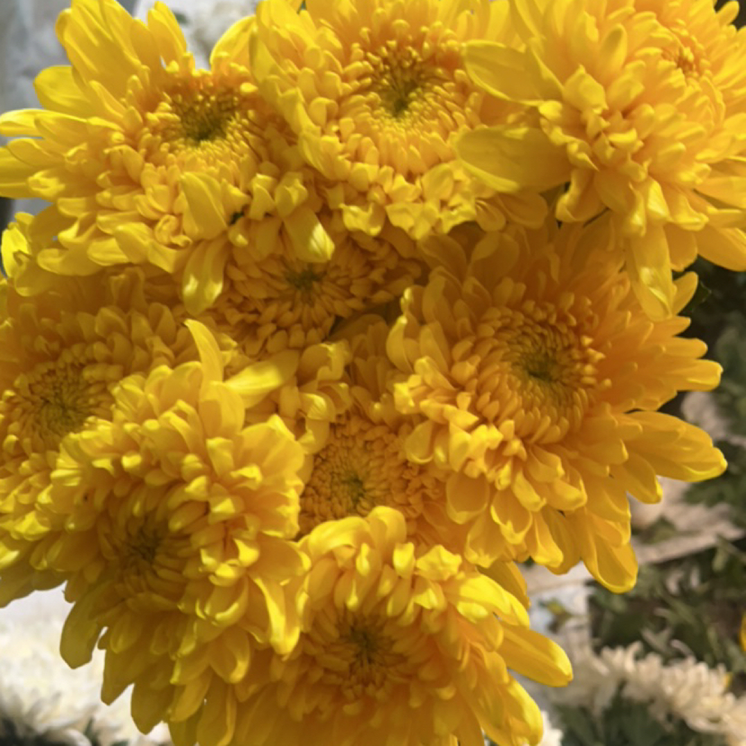 江苏黄白菊 黄菊花 现采直发
