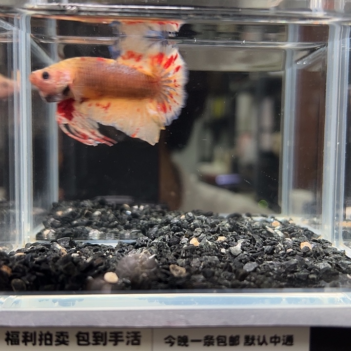 斗鱼竞拍跑单拉黑2日93