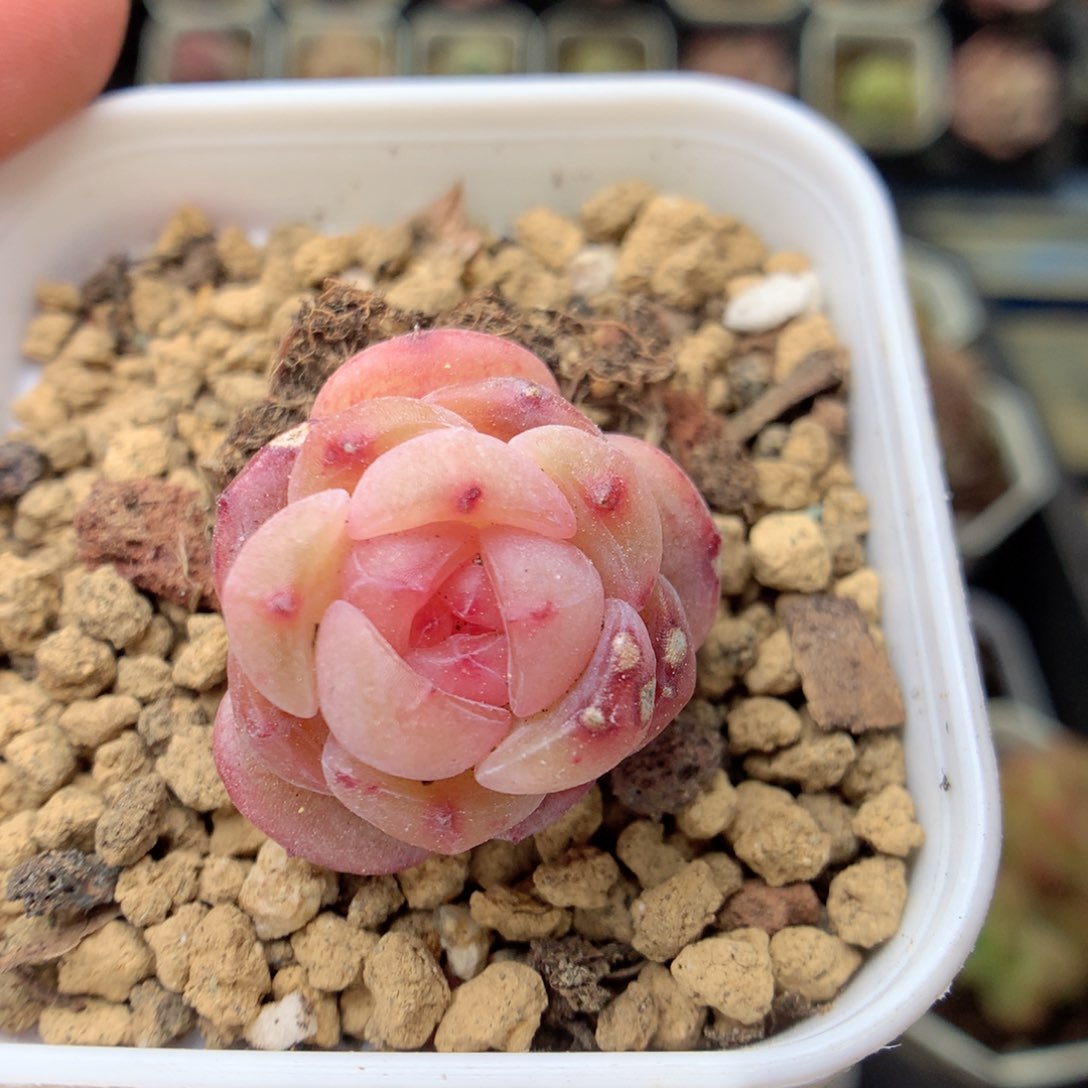 G109 ，20包邮两天凑单偏远不发货