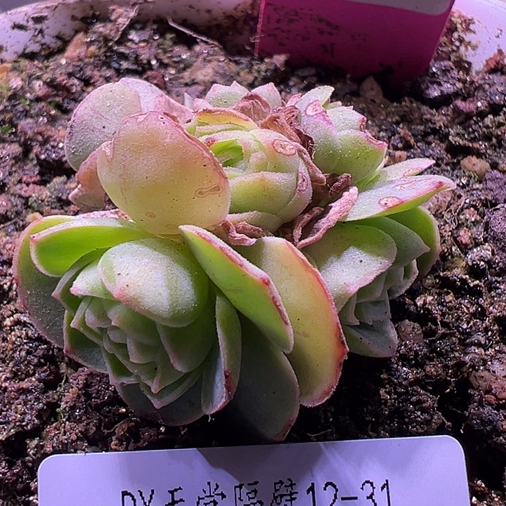 老***姐露妮440不知名包子群