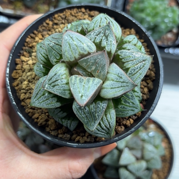 母本青蟹多肉植物