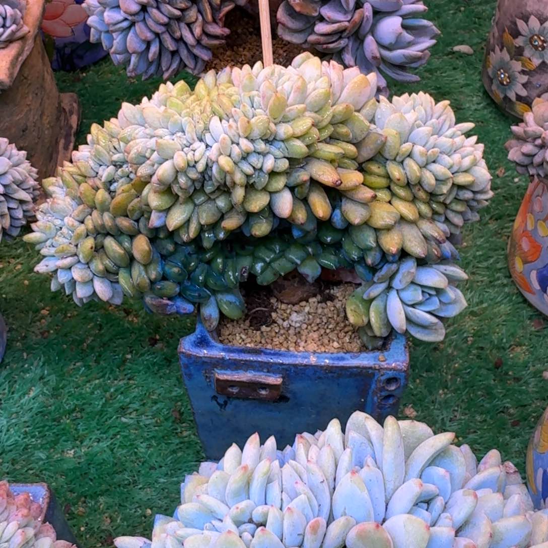 星影树缀无砍多肉