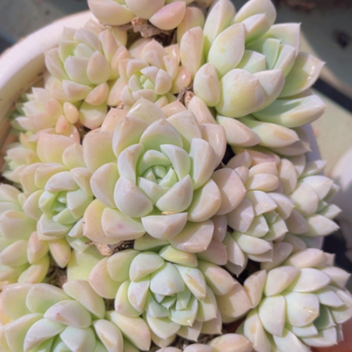 【闪购商品】奶油美人06148