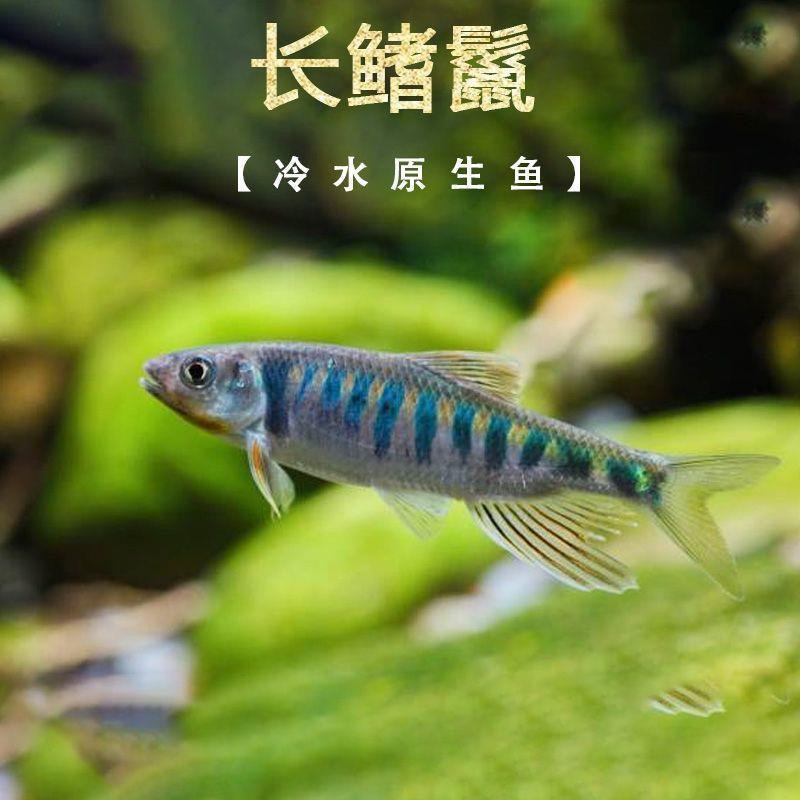 长鳍鱲发色溪石斑马口鱼观赏鱼冷水鱼原生鱼活体淡水鱼好养群游鱼