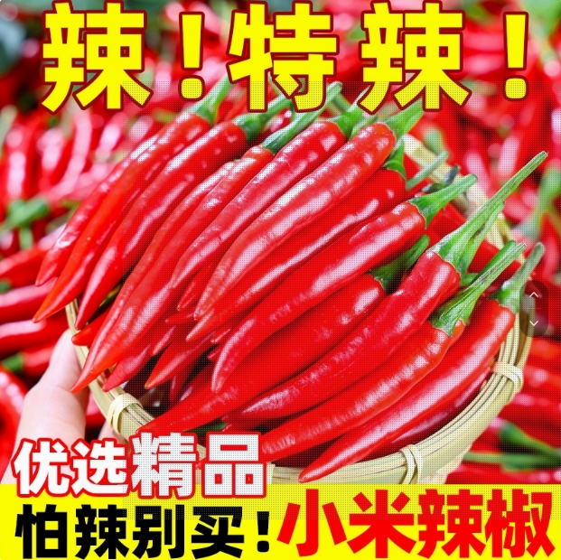网红辣椒苗 小米辣6号