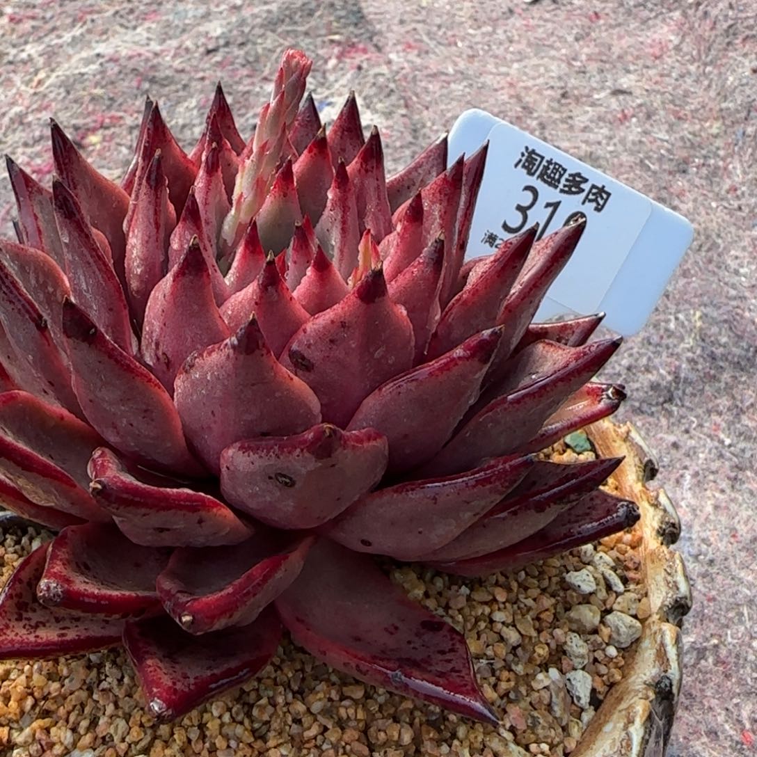 多肉植物雪螺母本老