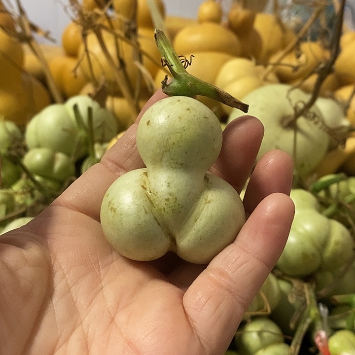 葫芦的颜色是蓝色的