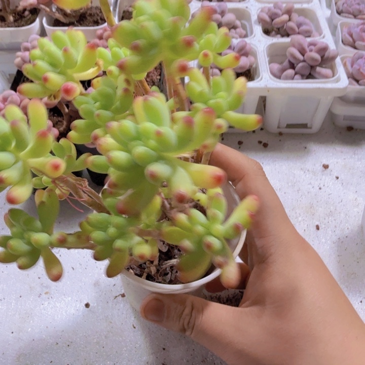 乙女心大盆一颗无售后