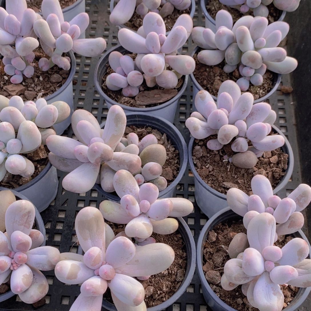 量拍48号 精品米可奶酪双头一个