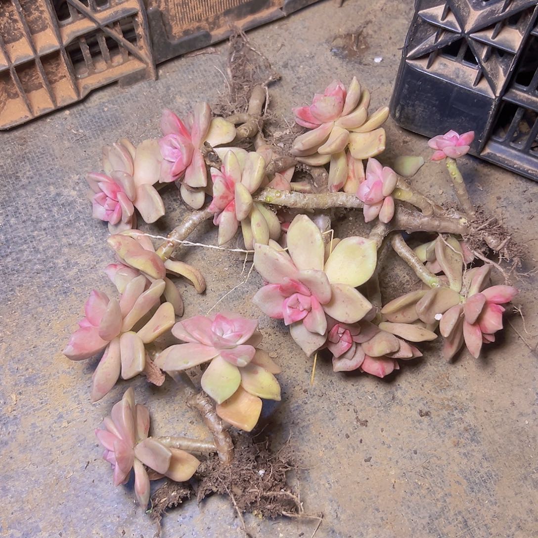 鹅肝5个默认瑕疵介意勿拍