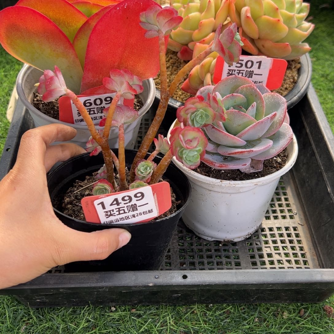 表妹精品多肉1499.