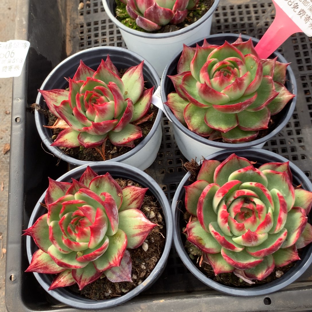 小***一2666号多肉植物惊鸿5